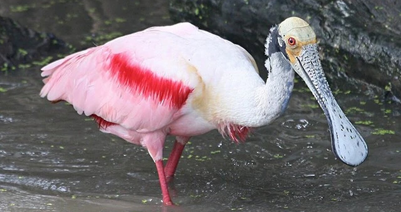 Northern Spoonbill