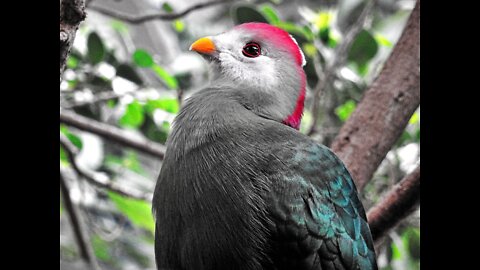 beautiful birds