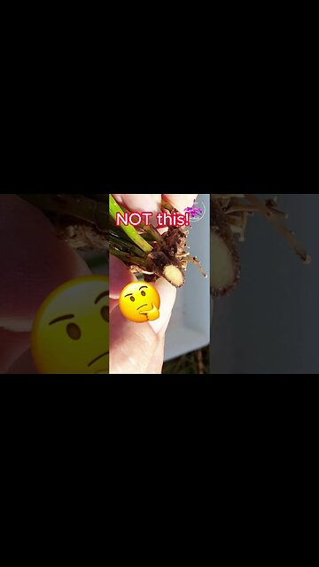 🔎🪴Can YOU tell the DIFFERENCE? 🤔 Fusarium Vs. Not Fusarium Part 1 #ninjaorchids #plants #shorts