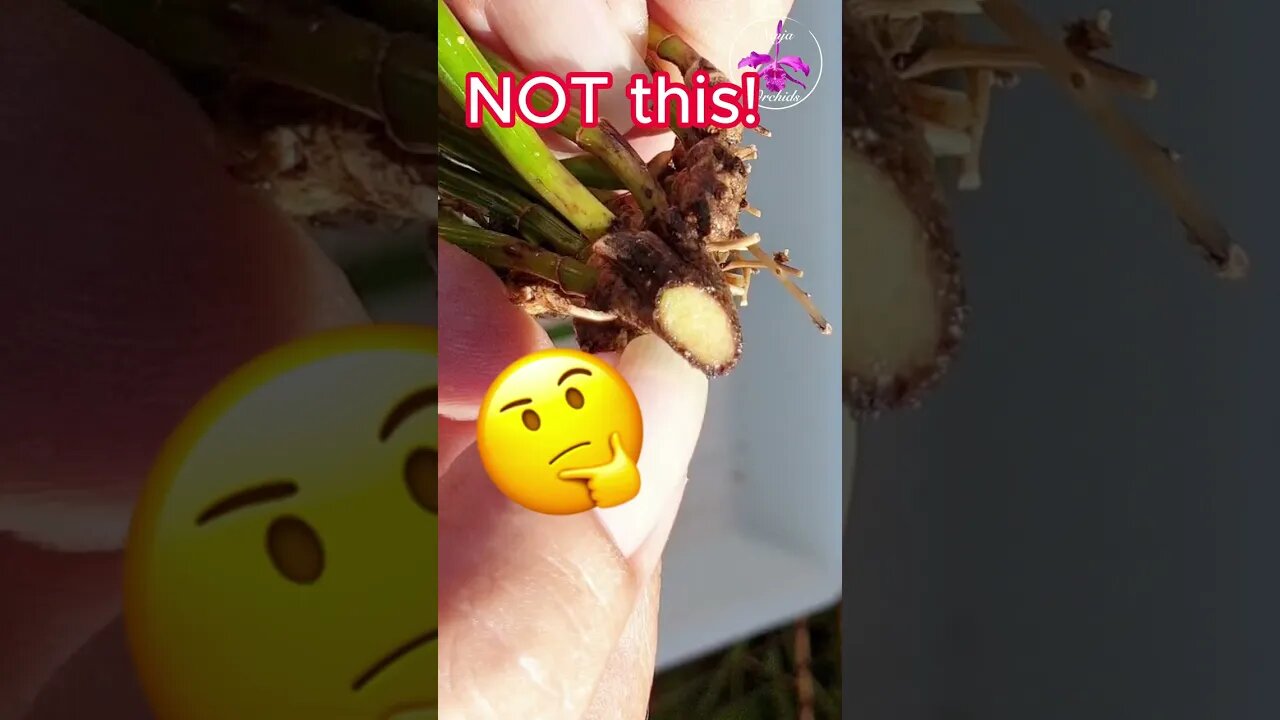 🔎🪴Can YOU tell the DIFFERENCE? 🤔 Fusarium Vs. Not Fusarium Part 1 #ninjaorchids #plants #shorts