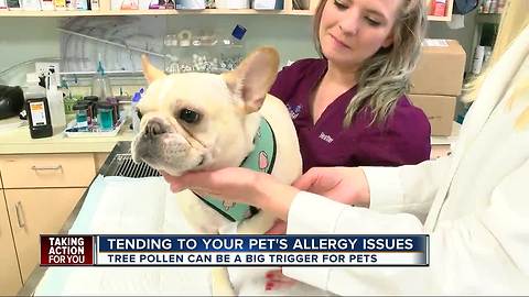 Veterinarians say your pets are affected by allergies too