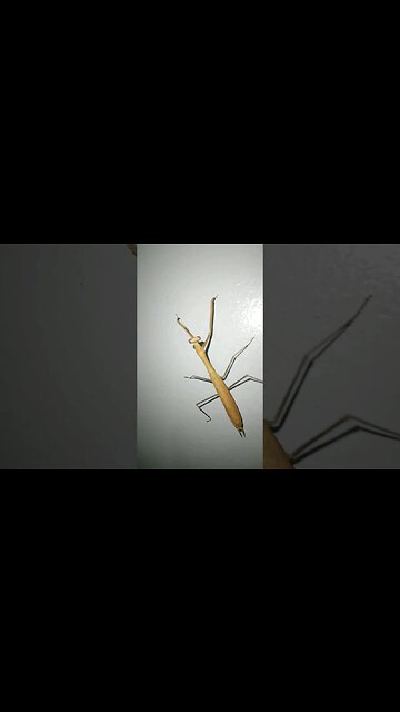 Praying Mantis in Philippines #prayingmantis #shorts #philippines