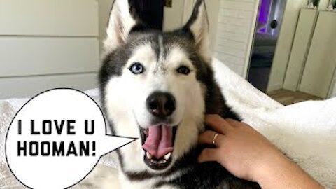 Husky Speaks PERFECT English