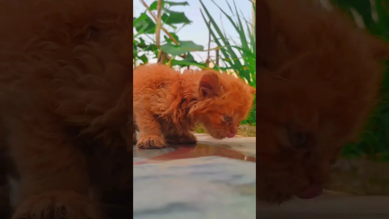 Cute Cats 😻#cats#cutecat#cutecatshorts#pets#cutepets#funnycats#viral#tiktok#viralvideo#youtube