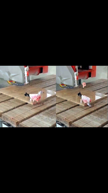 Thirsty Pigeon Has No Fear Of Machines