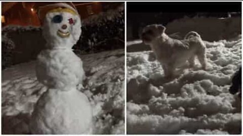 Cani proteggono la casa da un pupazzo di neve!