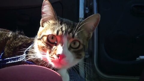 Kitty Looks at Tourists from the Car