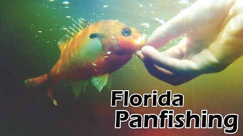 Panfishing a Florida Creek