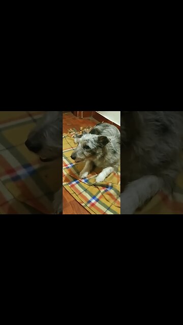 Los hermanos perrunos: Amapola y Broly (23/07/2023)