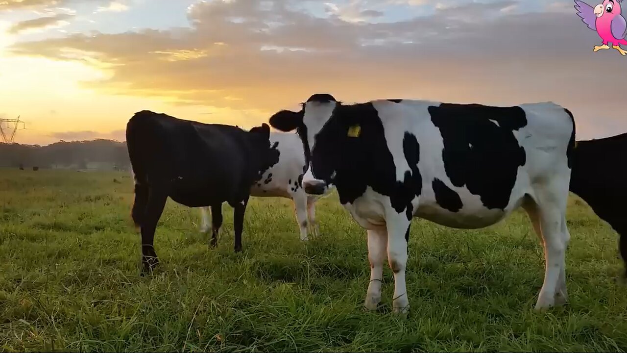 Bucolic Serenade: Harmony of Grazing Cows in the Meadow