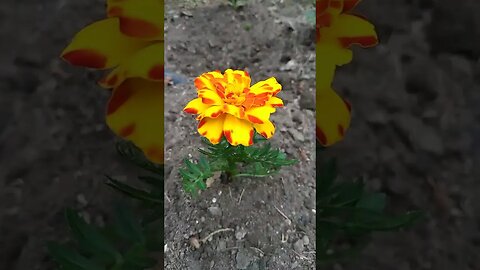 French Marigold Flowers And Strawberry Plants #shorts #garden