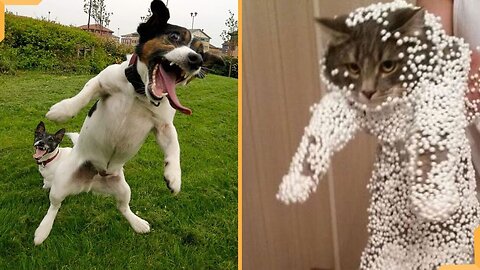 Dog cat funny videos