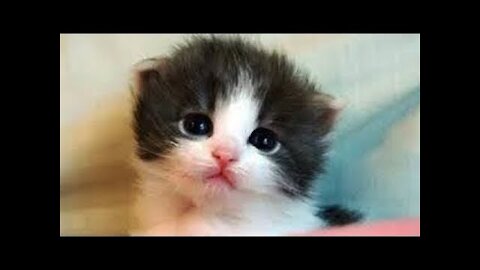 Cute And Funny Pets Try Not To Laugh To These Pets Compilation 40 @anupctg