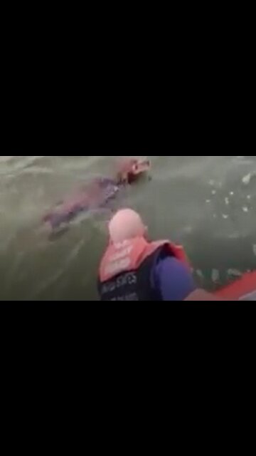 Dog found 200 yards offshore gets saved by US Coast Guard