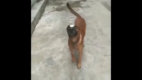 Dog Balances Cup Of Water While Walking