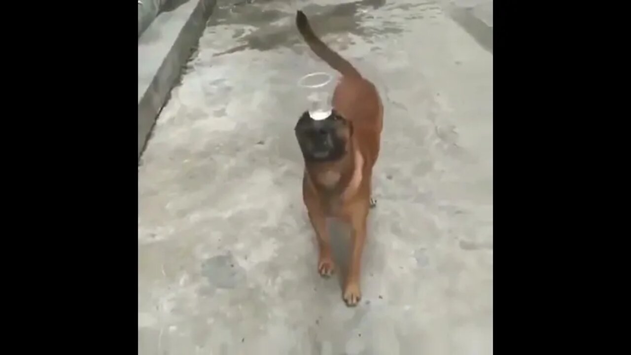 Dog Balances Cup Of Water While Walking