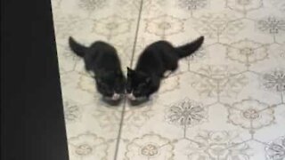 Un chaton se bat contre son propre reflet