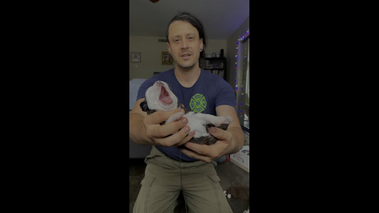 How to save a newborn puppy