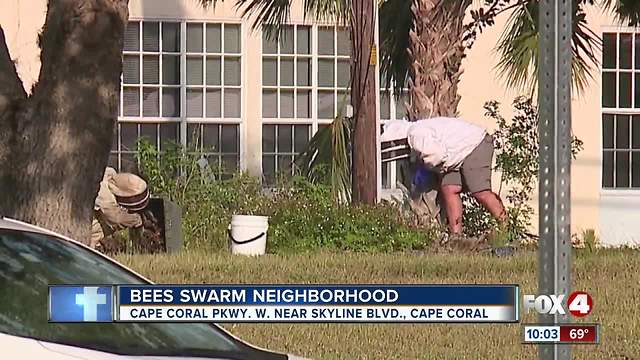 Bees swarm neighborhood