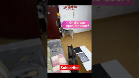 Dog Best video #shorts