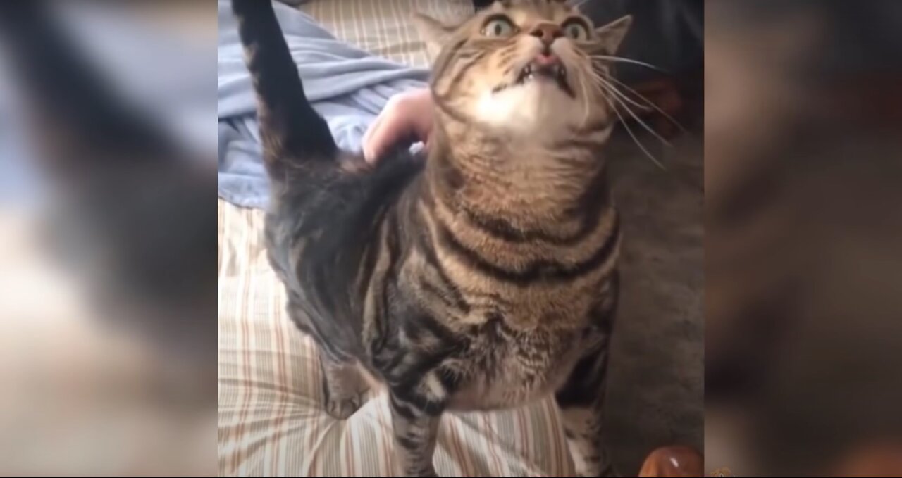 Cat Reaction to Toy - Funny Cat Toy Reaction