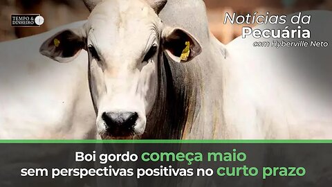 Boi gordo começa maio sem perspectivas positivas no curto prazo.