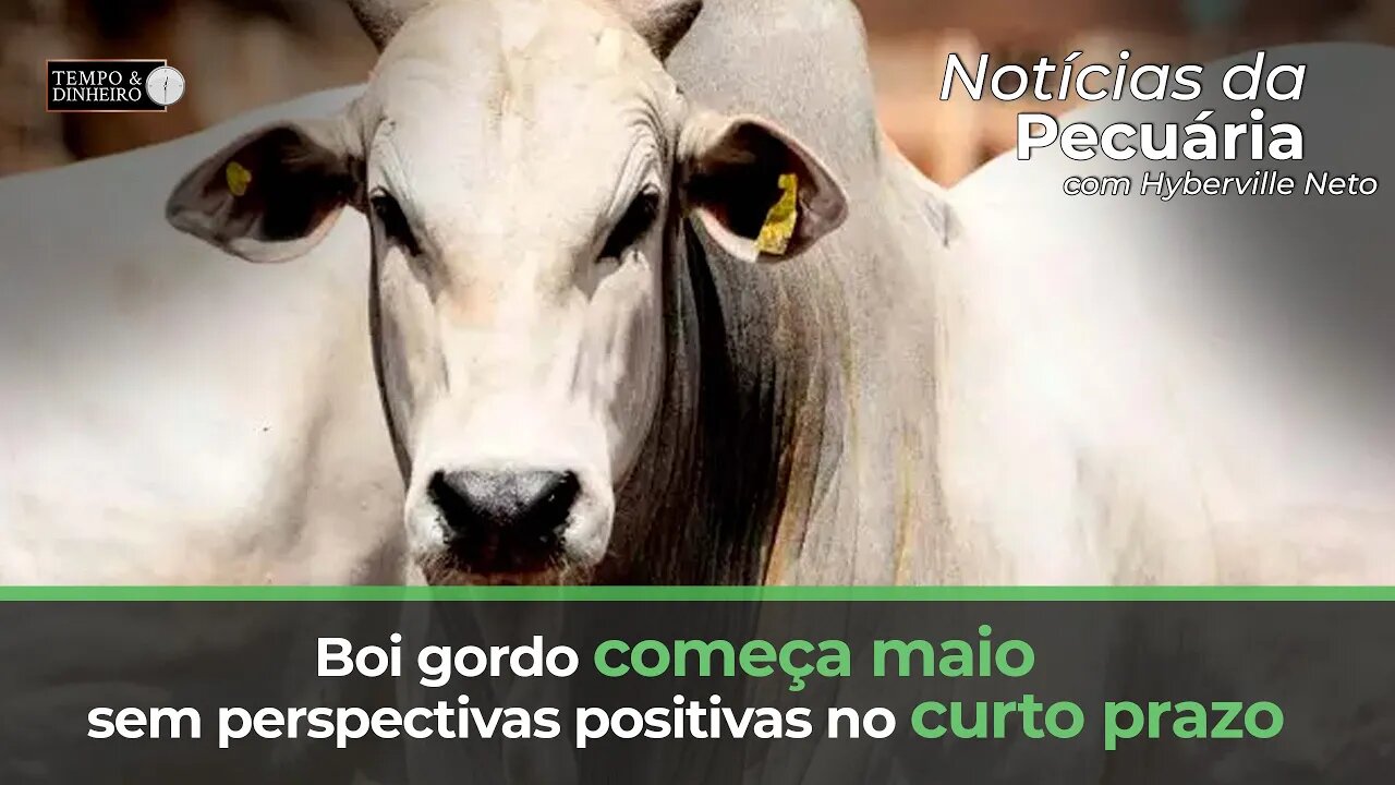 Boi gordo começa maio sem perspectivas positivas no curto prazo.