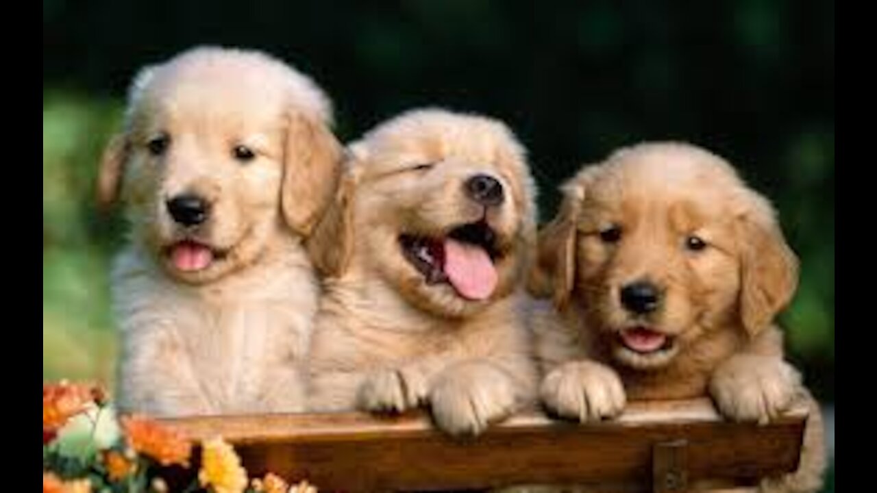 Cute and Smart Dogs yoni2242