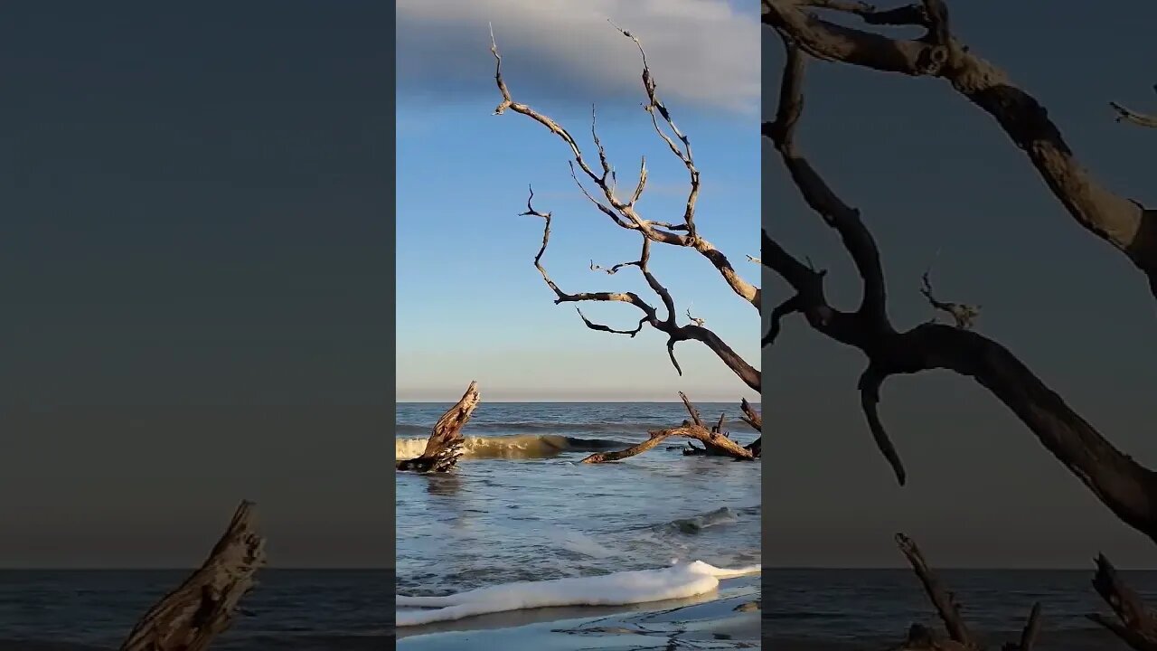 🏝️ Late Afternoon on Driftwood Beach 🏝️ 18 #shorts