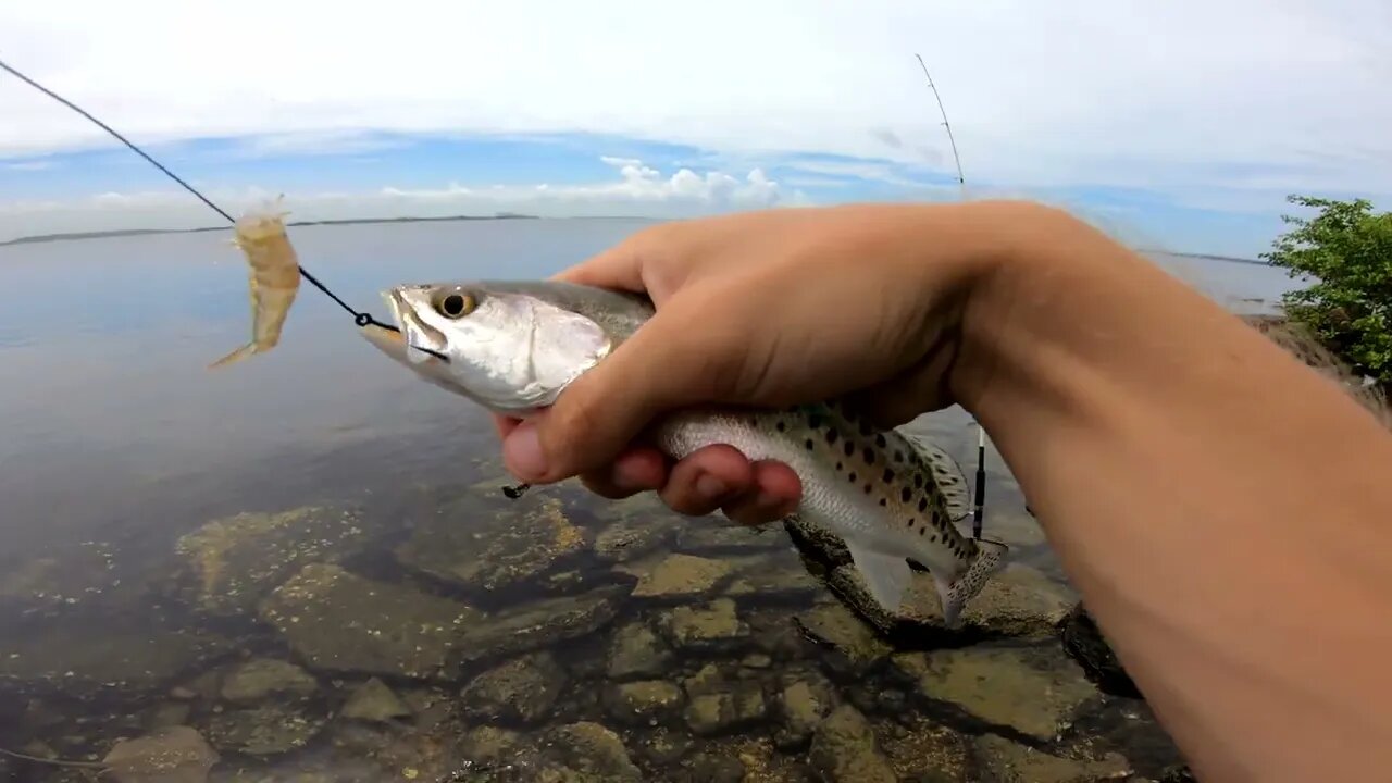 Fishing in Tampa Bay: Seaplane Basin Park