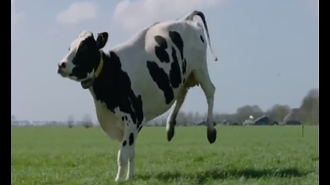 HAPPY COWS DANCING RUNNING SKIPPING OUT AND JUMPING IN THE FIELD VIDEO