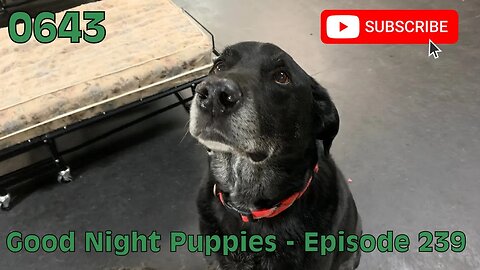 [0643] GOOD NIGHT PUPPIES - EPISODE 239 [#dogs #doggos #doggies #puppies #dogdaycare]