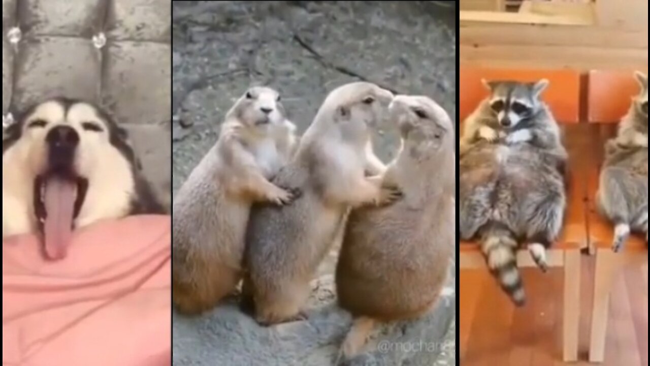 Animal funny videos | funny video of animals