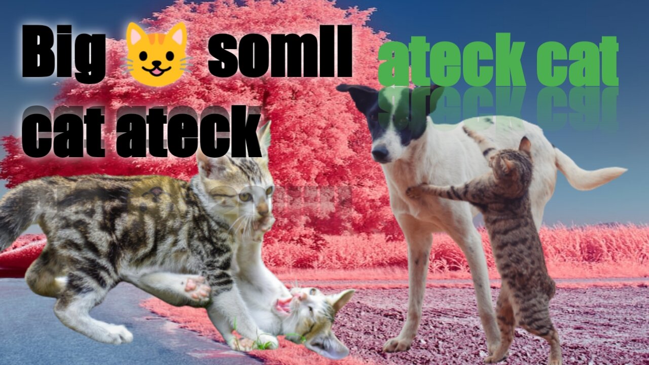 Cat atack for cat and dog ateck