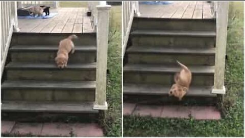 Ce bébé labrador fait une chute adorable