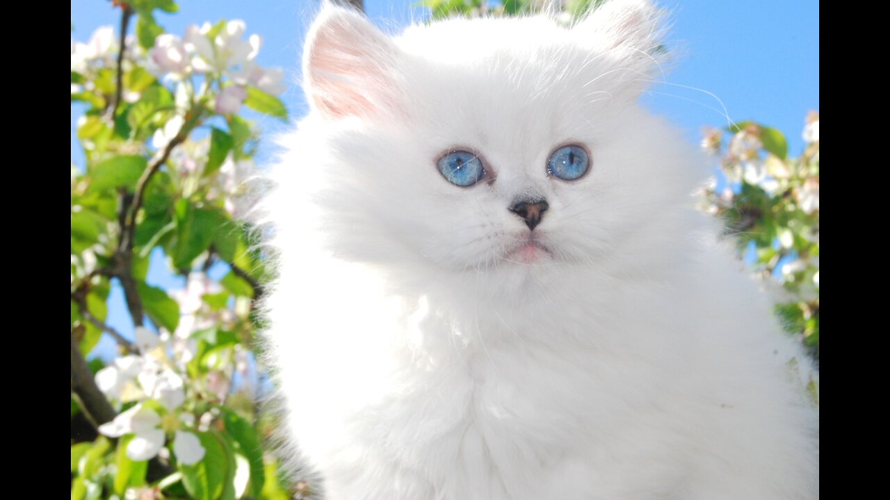 Best 101 interesting facts about the British long hair cat 🐈😸🐈.