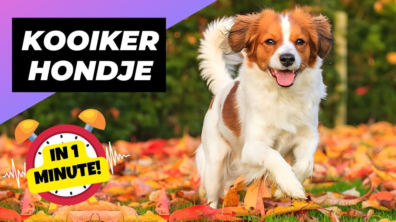 Nederlandse Kooikerhondje 🐶 The Rare Duck-Hunting Dogs! | Animals