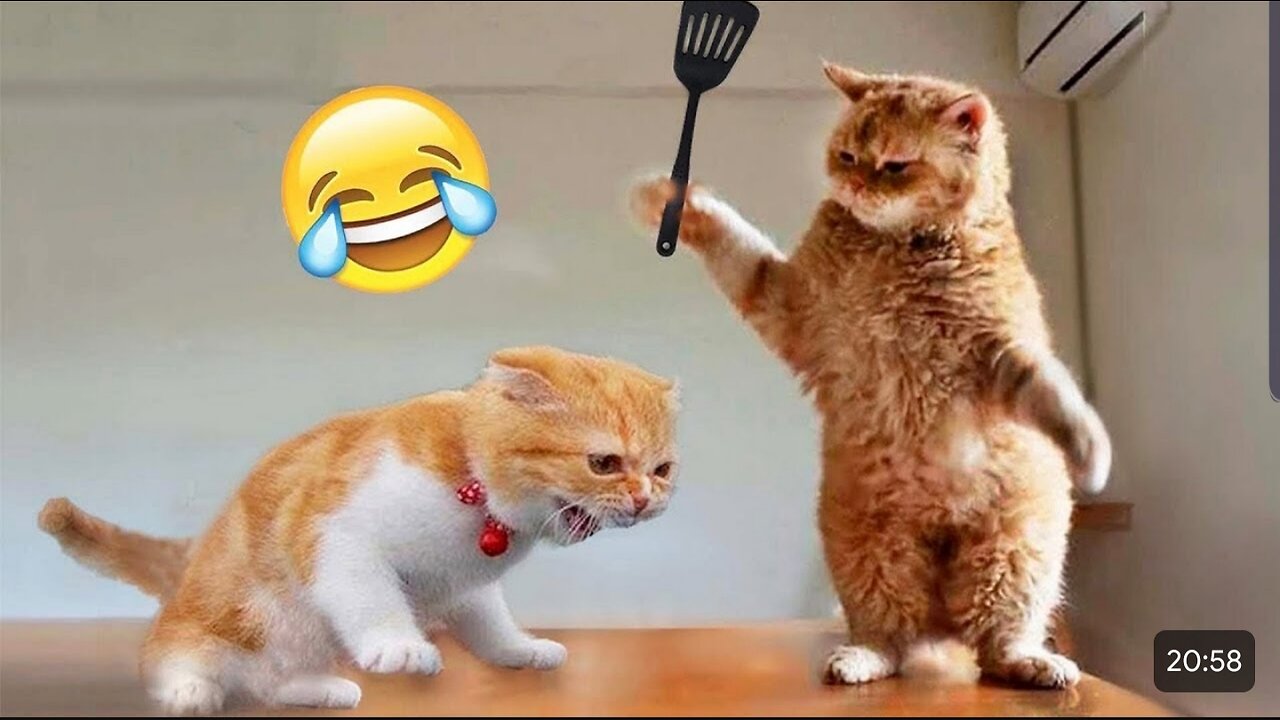 #FUNNY#ANIMALS#VIDEO