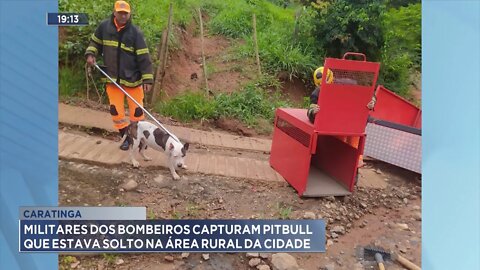 Caratinga: Militares dos Bombeiros capturam Pitbull que estava solto na Área Rural da cidade.