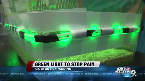 Green light may put the brakes on your pain