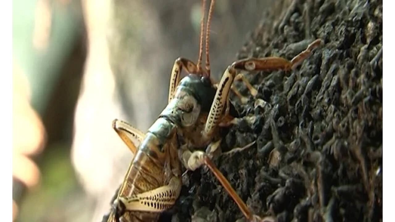 Mike Meads - DoC's insect guy speaks out, before his death ..