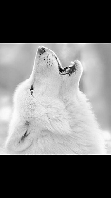 ویدئو جالب رفتار حیوانات