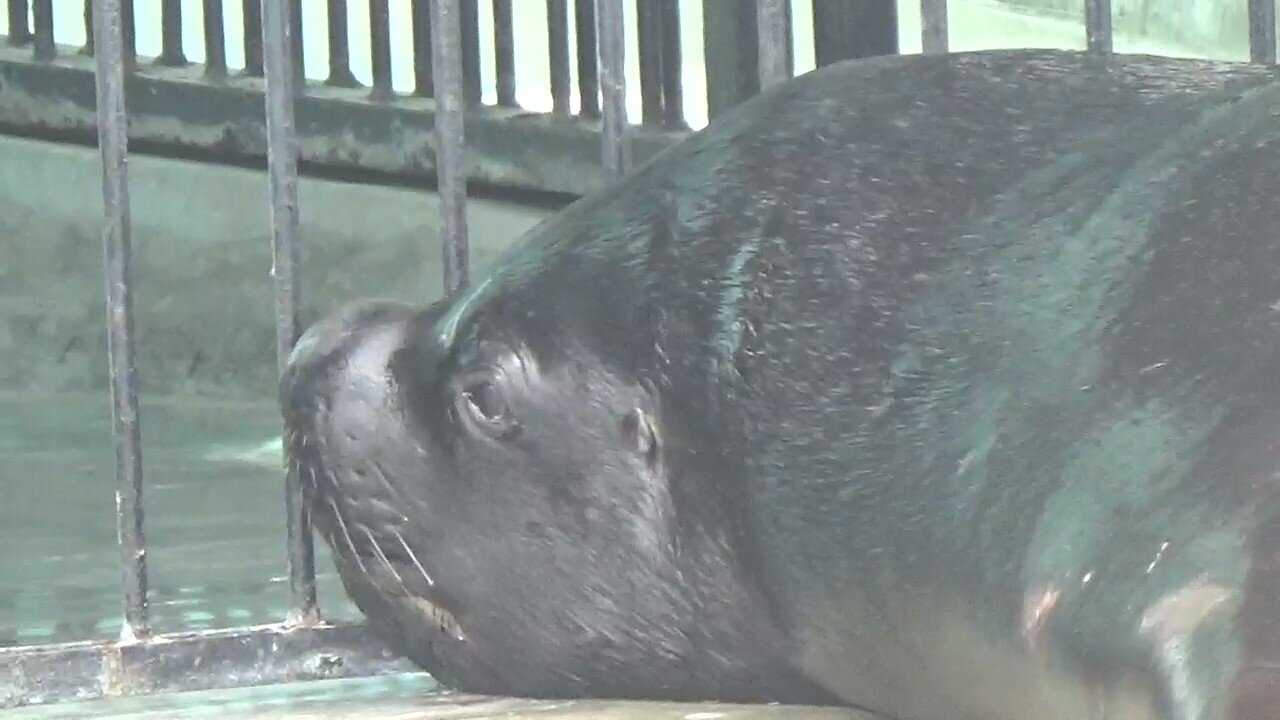 Seal waiting to jump in their pool