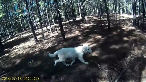 Goat Hike!!