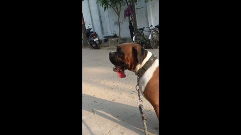 Boxer Dog Got Tired 😴 #rumble #videos #dogs