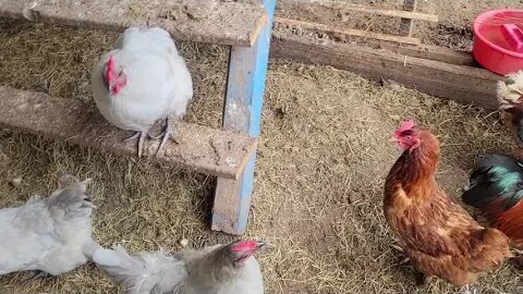 An unexpected guest in the Chicken coop.