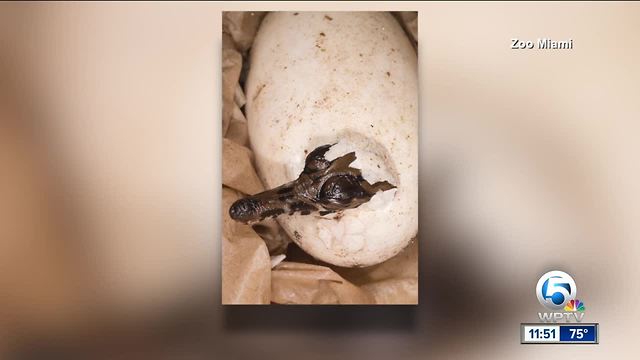 Endangered crocodile hatches at Zoo Miami