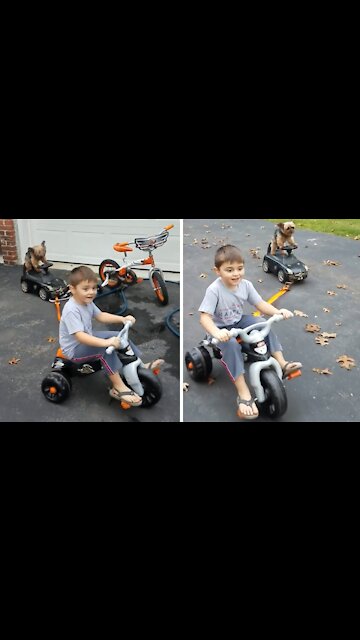 Yorkie Gracefully Rides Toy Car While Towed By Kid On Bike
