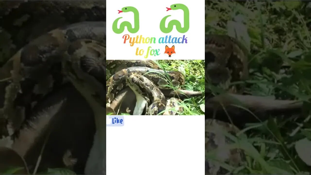 python attack to fox in jungle |