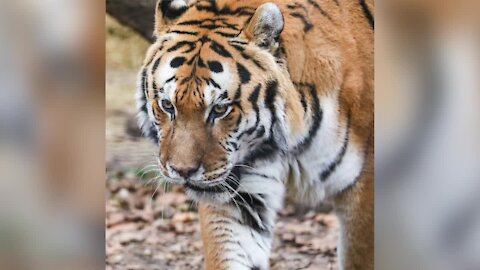 Potter Park Zoo mourns tiger